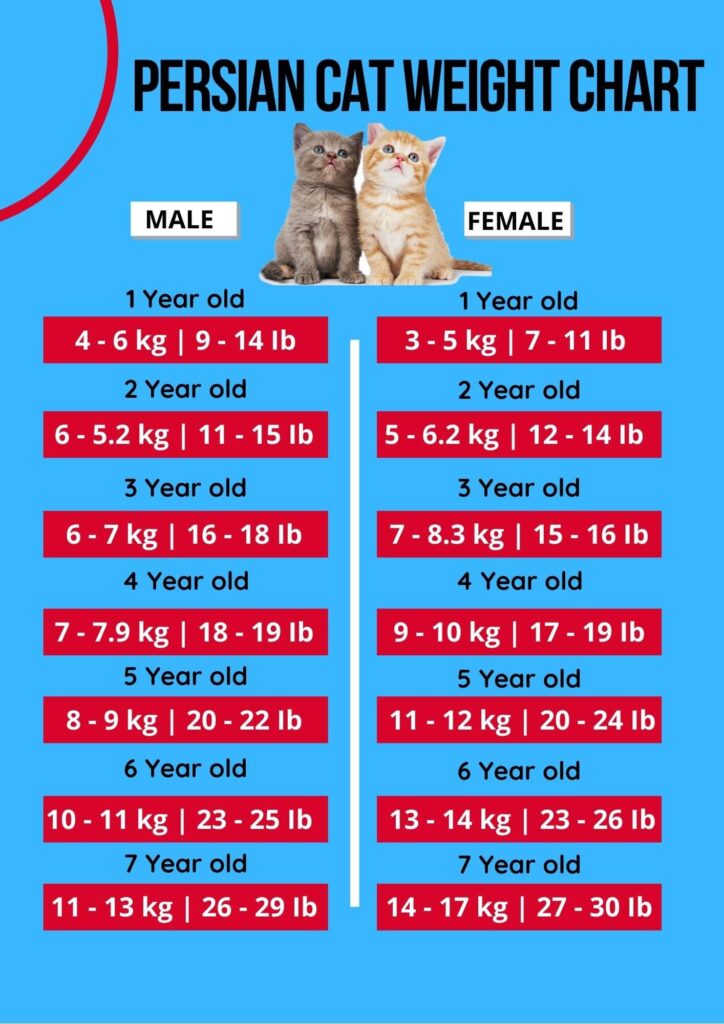 Cat Weight Chart By Age In Kg & Ib [Clean & HD Charts]