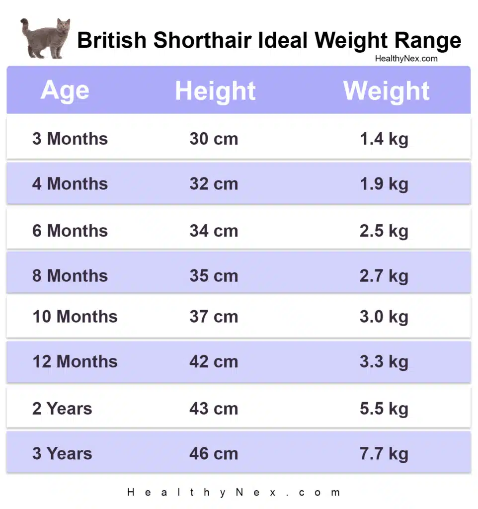 British shorthair weight chart