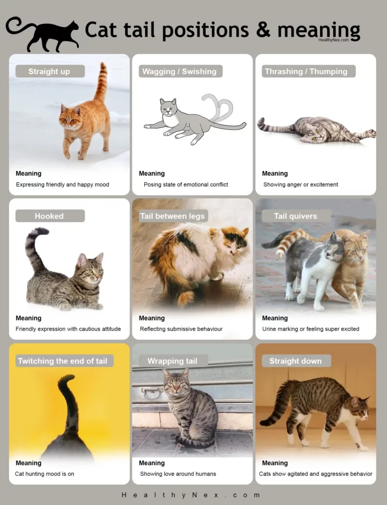 cat tail language chart