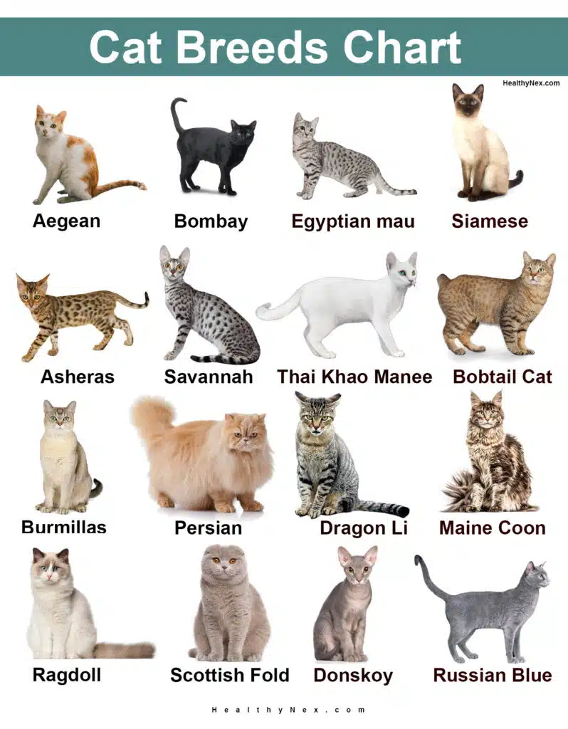cat breeds chart