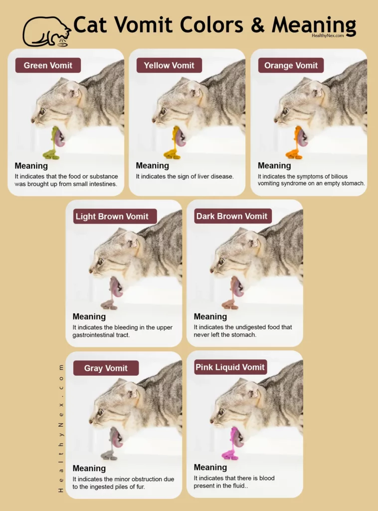 cat vomit color chart
