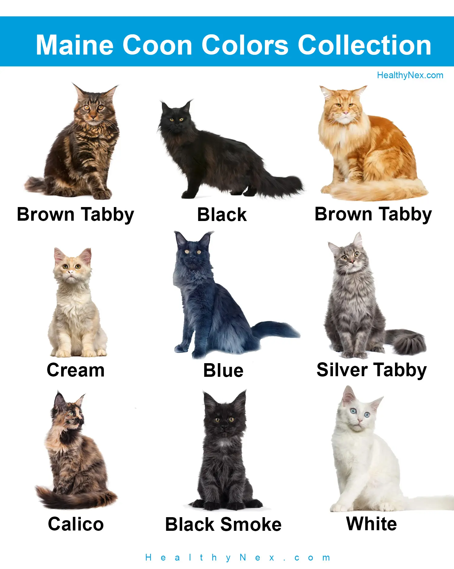 Maine Coon Color Chart Popular Common Rare Collections