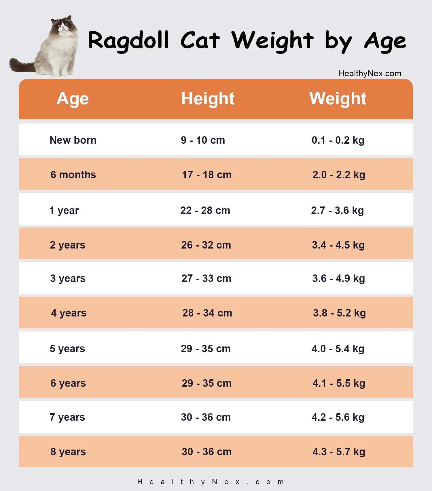 ragdoll cat weight chart by age and height in cm and inches