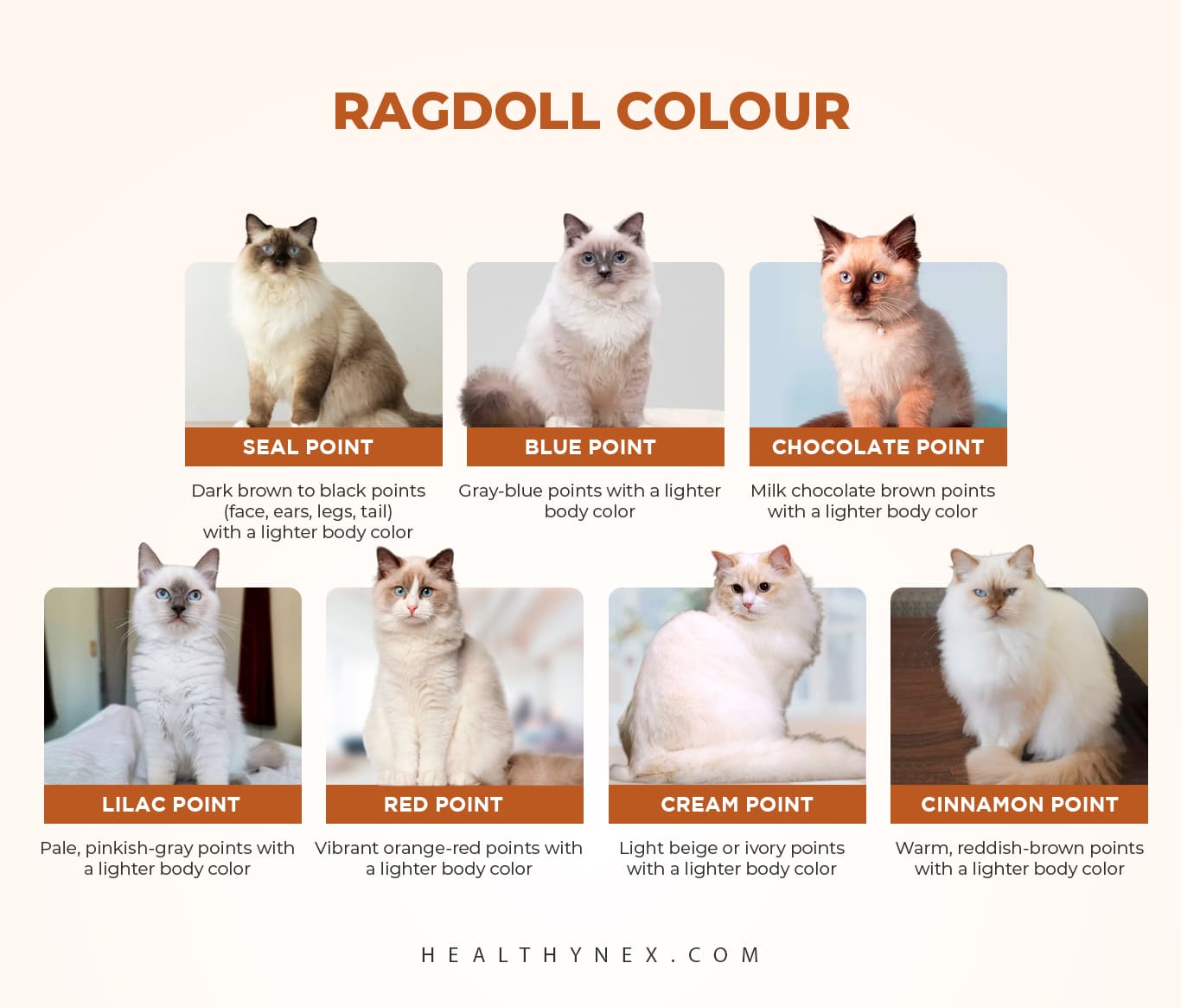 Different Colors Of Ragdoll Cats At Makayla Hampton Blog Different Colors Of Ragdoll Cats At Makayla Hampton Blog